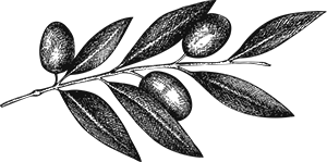 Trattoria Fati - Icon Olivenzweig